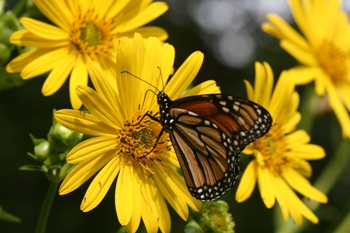 Silphium perfoliatum